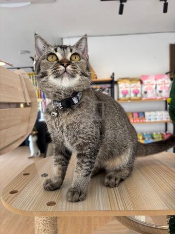 British Shorthair - photo 6 of 6