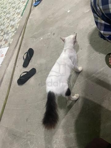 kucing parsi - photo 4 of 5