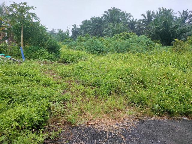 Tanah forsale Parit Mahang 1