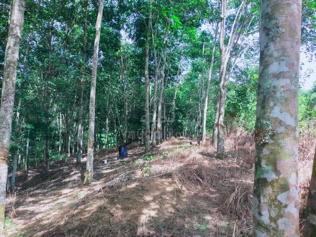 Lenggong Ayer Karah Rubber Land 4