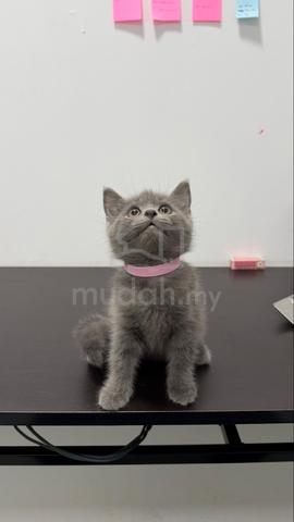 Pure British Shorthair Kitten - photo 2 of 2