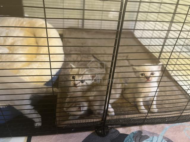 cat mix breed - photo 2 of 4