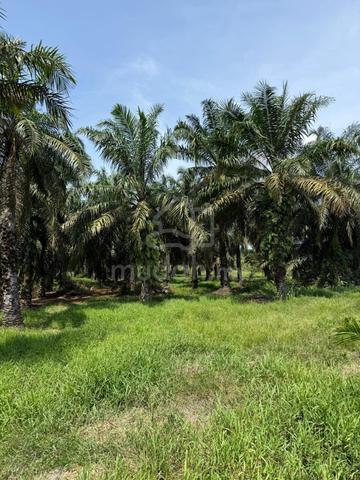 Kebun Sawit Untuk Dijual 10.7 Ekar 1