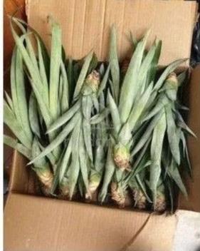 Carousel Image Selected