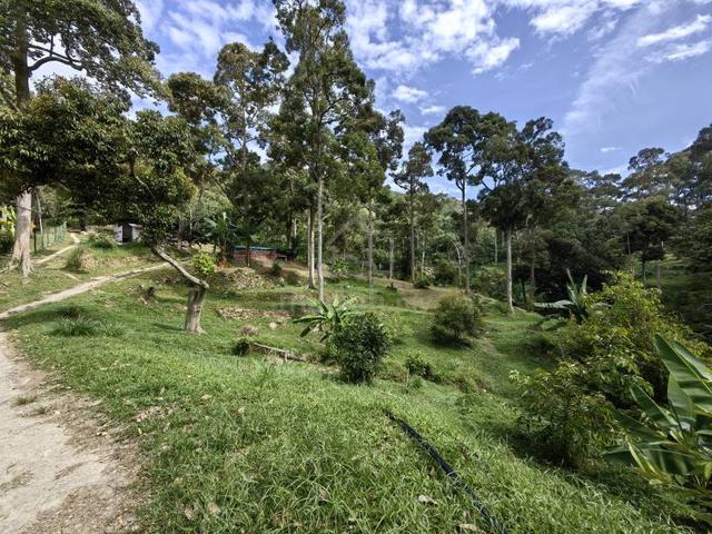 12 Acres Durian Old Tree Hilly Farm Sungai Ara Bayan Lepas 1