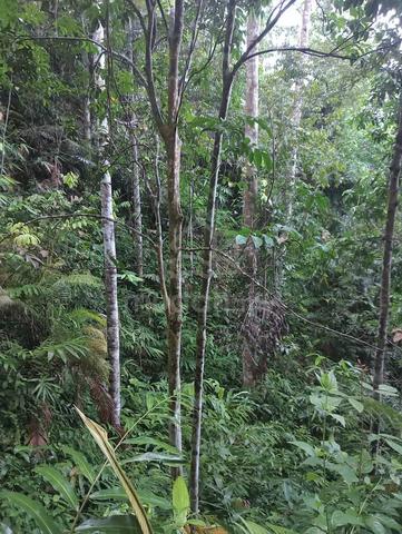 Tanah Dusun Siap Berbuah dan Kebun Getah Untuk Dijual 4