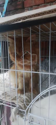 2 ekor dewasa kucing untuk dilepaskan..  - photo 3 of 6