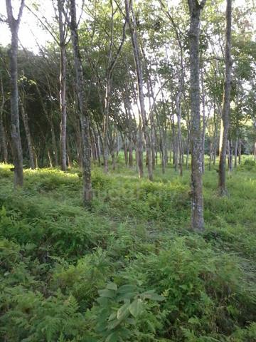 Agricultural Land at Pekan Dangi, Kuala Pilah 1