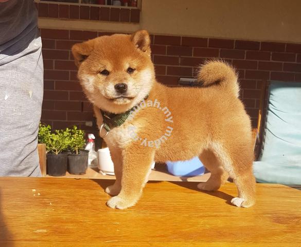 Shiba store inu rehome