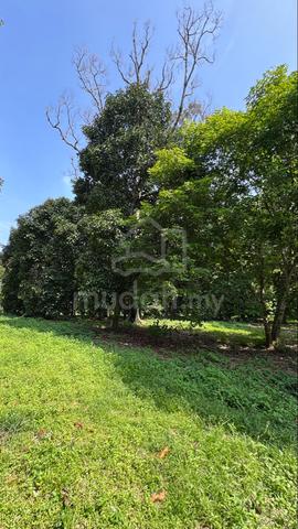 Dusun 1 Ekar Bukit Pinang Kedah | 20 Pokok Manggis Berbuah 1