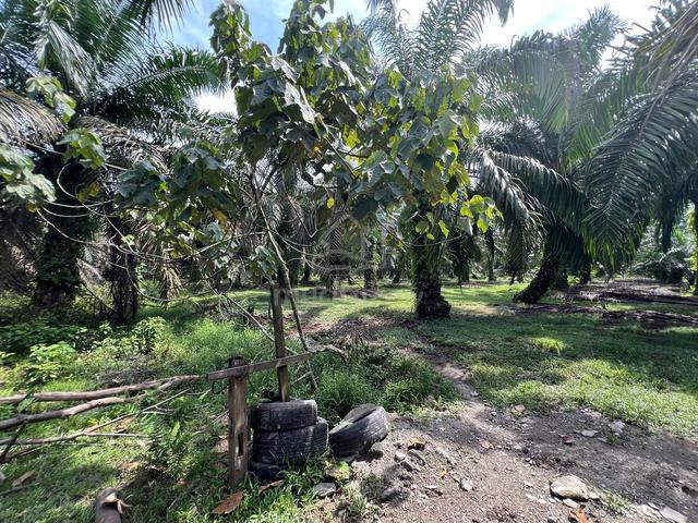 2.4 Ekar (PN) Tanah Ladang Sawit Wilayah Air Putih Taiping, Perak 1