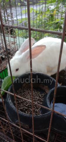 Arnab matang - Pets for sale in Batu Pahat, Johor