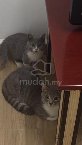 mix bsh kucing - photo 2 of 6