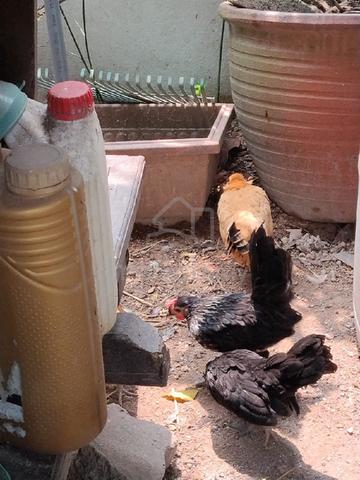Ayam Serama Untuk Dijual - photo 4 of 6