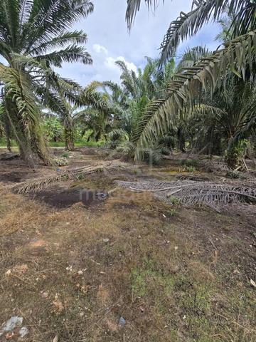Pontian - Parit Baru Kg Sawah Kebun Sawit 20 Ekar Free Hold Non Bumi 1