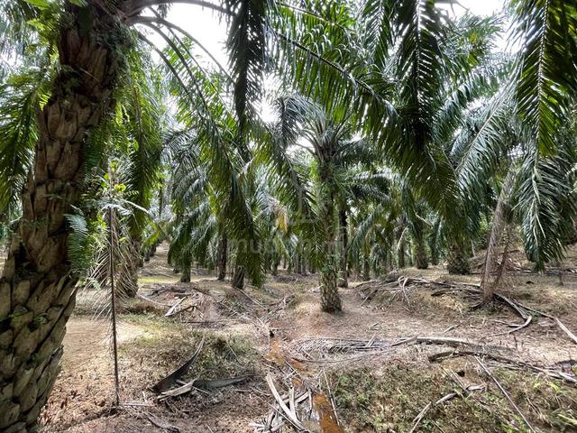 [FREEHOLD][BELOW BANK VALUE] Negeri Sembilan Agriculture Oil Palm Land 5