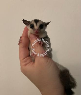 Sugar glider - Pets for sale in Gelang Patah, Johor