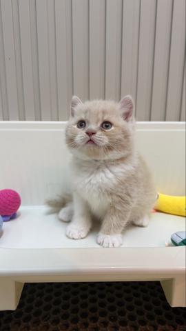 BSH Cream Bicolor - photo 2 of 3