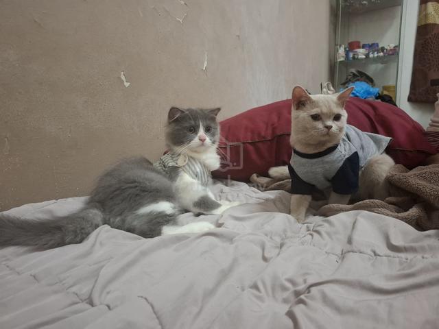 Carousel Image