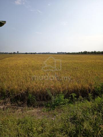 1.5 Ekar Tanah Sawah Freehold Utk Dijual 1