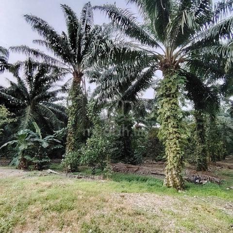 Jalan Kampung Parit Jawa Pontian*SUPER NICE LAND* 1