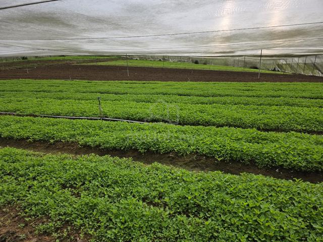 Seelong agriculture land farm for rent 1