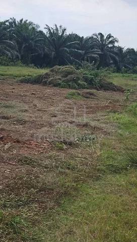 Tanah untuk di sewa 1
