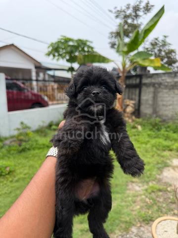 poodle - photo 2 of 3