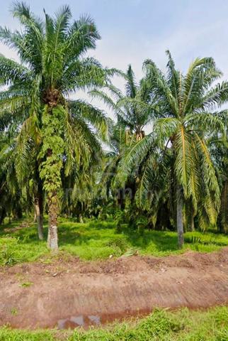 Premium Freehold Oil Palm Plantation For Sale – Dong, Raub, Pahang 1