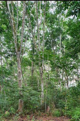 kebun getah 1
