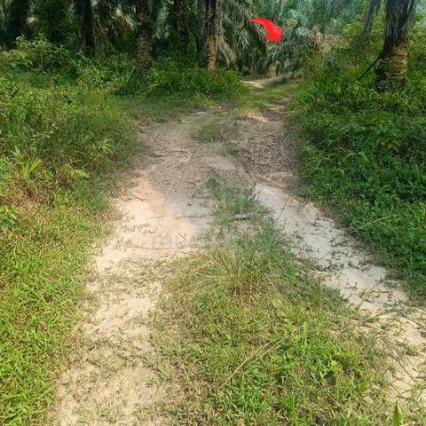 Tanah kebun sawit 2.73 ekar Kg Bkt Kerayong 4
