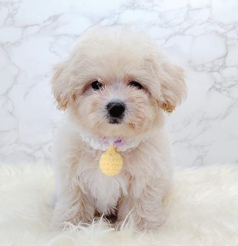 Maltipoo bichon mix shops for