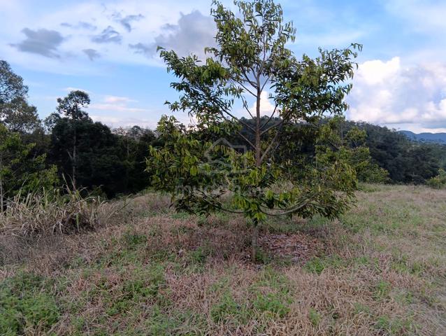 DURIAN land for sale 1