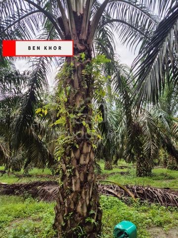 8 acres|Agricultural Land| 8- 12 Years Oil Palm Trees | Selama | PERAK 1