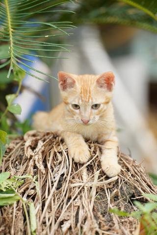 Cute kitten - America breed - photo 2 of 2