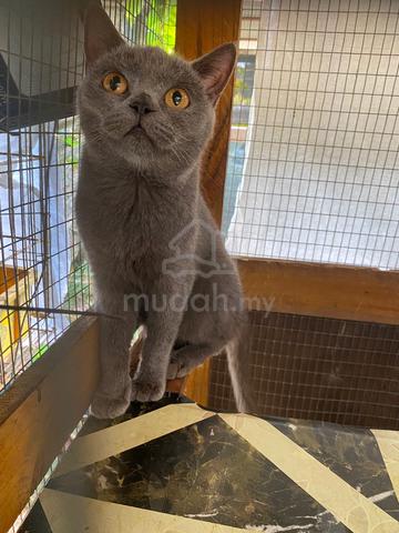 bsh for sale - photo 2 of 4