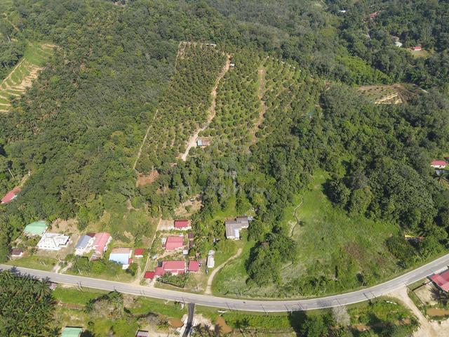 Durian Farm For Sale 1
