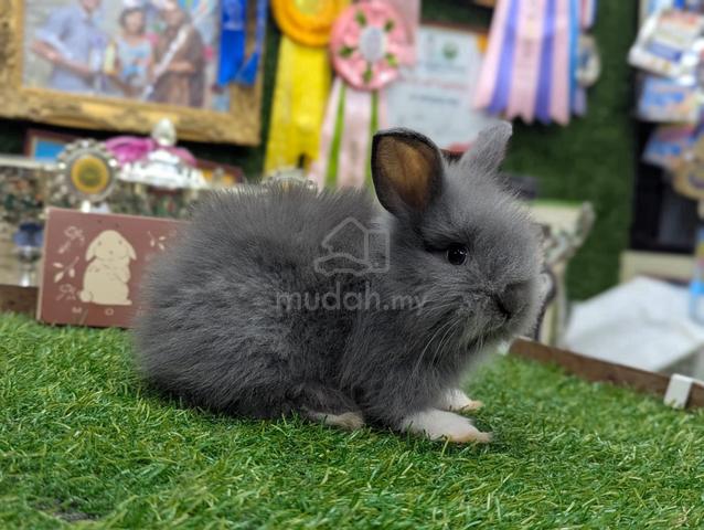 Arnab Teddy Bear Rabbit jr - photo 3 of 3