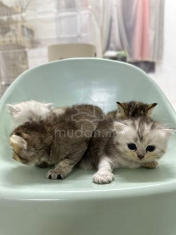 Carousel Image