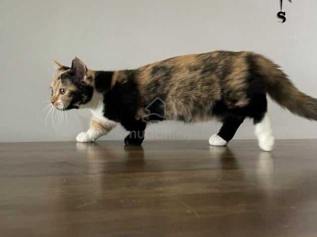 Munchkin Supershort (Female) - photo 3 of 5