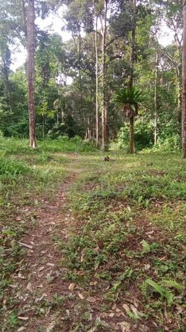 kebun durian batu kurau sempeneh (Free hold 5