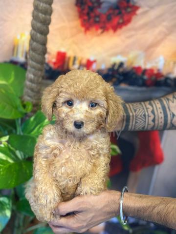 poodle ~7 - photo 3 of 6