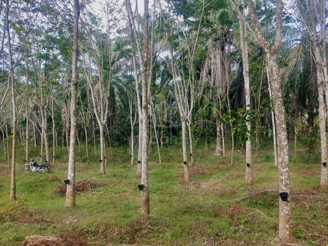 4 Ekar Kebun Getah (ada orang urus) Tanah Pinggir Basong Selama Perak 1