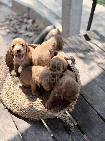 Carousel Image