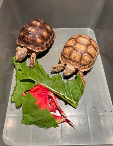 big Sulcata tortoise - photo 6 of 6