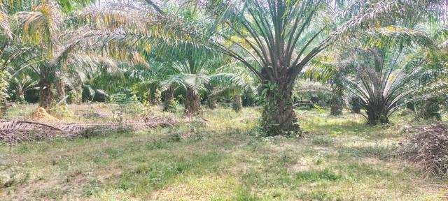 Kebun sawit yang ingin dijual di area paya besar kuala ketil, baling.  1