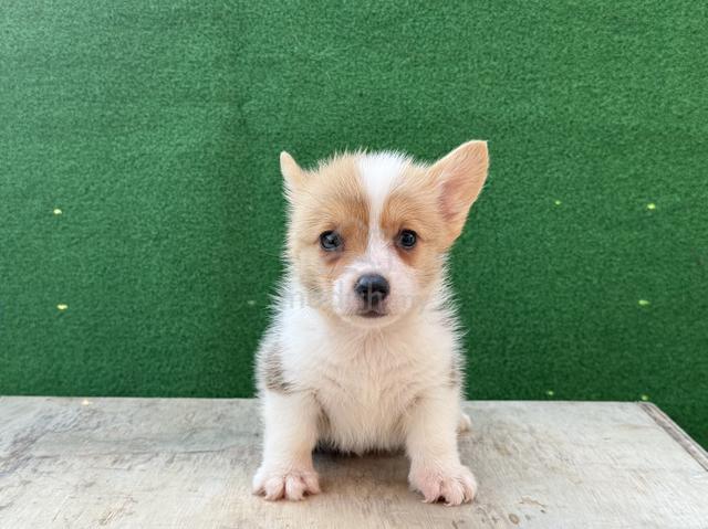 Pembroke Corgi Puppy - photo 3 of 4