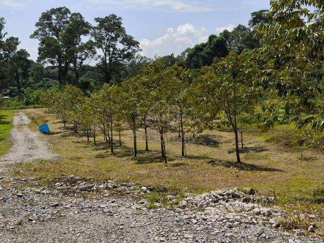 Tondong Land Durian Farm For SALE jalan Bau kuching 3