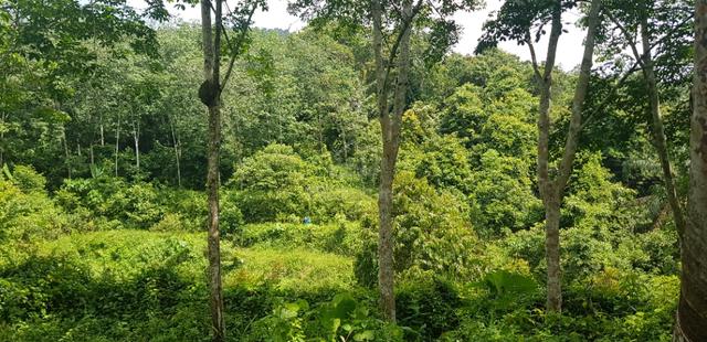 Tanah Kebun Getah dan Dusun Buah lokasi Menarik Dekat UiTM Kuala Pilah 4