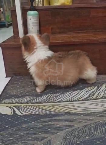 Corgi Puppy (Long Coat) (Imported lineage) - photo 2 of 5